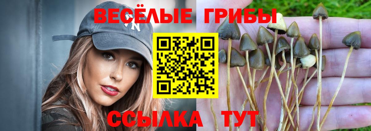 Псилоцибиновые грибы Psilocybine cubensis Барнаул